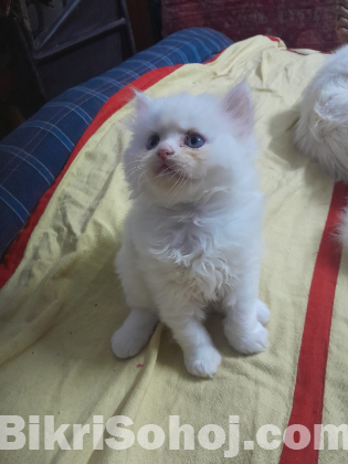 Persian Cat